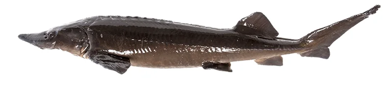 baerii pesce