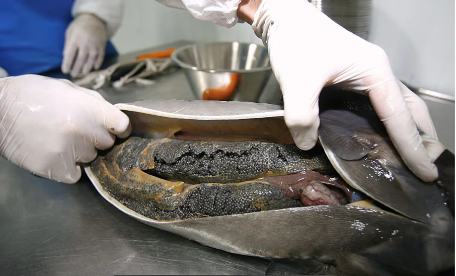 eviscerazione del caviale