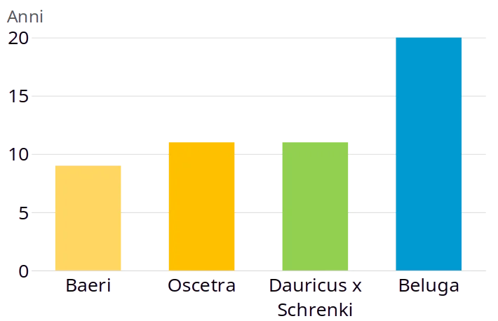 grafico caviale