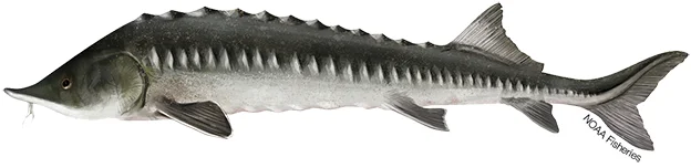 kaluga e amur pesce