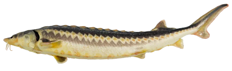 oscietra pesce