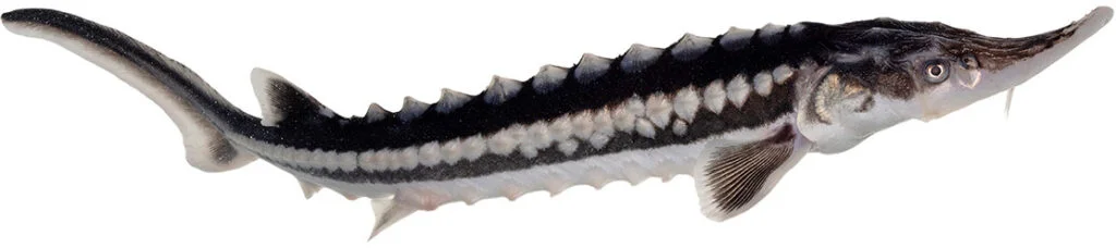 storione sevruga pesce