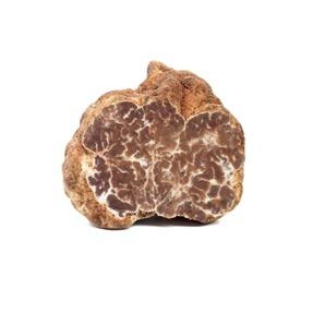 tartufo bianchetto