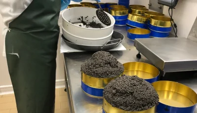 confezionamento caviale